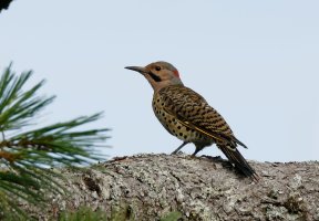 NorthernFlicker9517_Side_Lighter.jpg