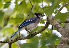 BlueJay9506_DxO.jpg