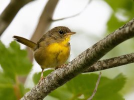 NashvilleWarbler8853_Best.jpg