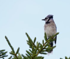 BlueJayBreast8639_DxO.jpg