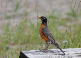 AmericanRobinInsectinMouth8784_CR.jpg