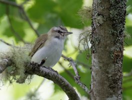 AlderFlycatcher9094_DxO_Crop.jpg