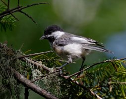 BlackcappedChickadee_1_9064_LR.jpg