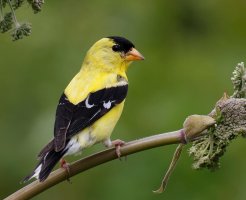 AmericanGoldfinch8984.jpg