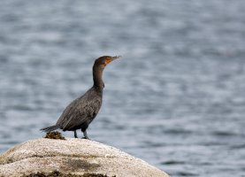 Cormorant_Neotropic_600mm_9194_Cropped.jpg