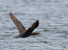 CormorantFlying9215_HeadUSM.jpg