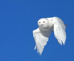 Snowy Owl.jpg