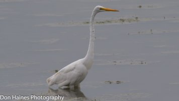 IMG_0365.jpg