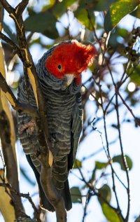 Falls Gang Gang 1.jpg