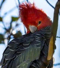 Falls Gang Gang 2.jpg