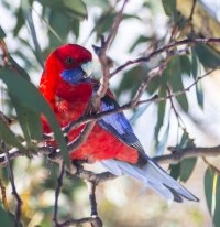 Falls Rosella 1.jpg