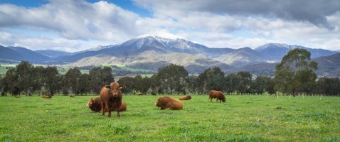 Mt Beauty Cows (1 of 1).jpg
