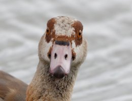EgyptianGoose0052_DxO.jpg