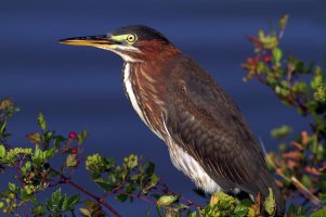 Green Heron.jpg