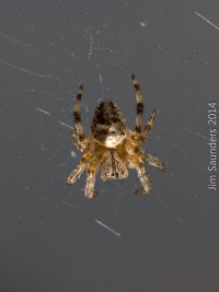 spider.jpg