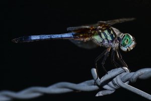 Dragonfly 2 8-23-2014.JPG