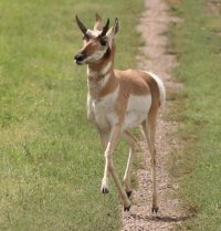 1064-Antelope1c.jpg