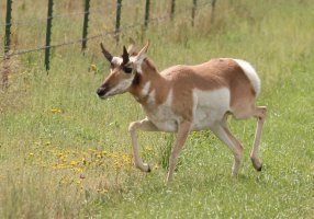 1066-Antelope3c.jpg