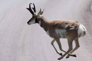 6187-Antelope1a.jpg