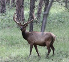 6293-Elk2a.jpg