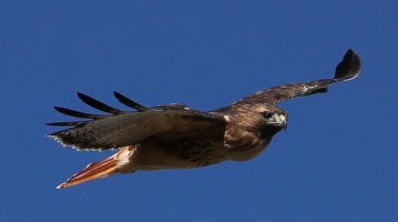 4239-Hawk-Ault1c.jpg