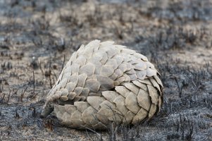 pangolin.jpg