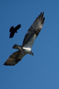 Osprey with Fish (2 of 4).jpg