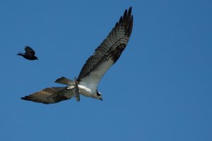 Osprey with Fish (4 of 4).jpg