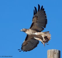 _N4B4530 copy copy.jpg