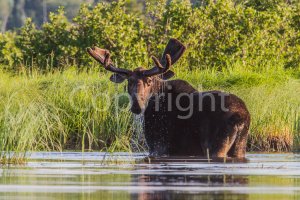 20110710Bull.jpg