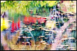 Reflections of a Forest.jpg