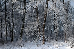 Snowy forest res.jpg
