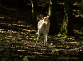 Fallow Deer1.jpg