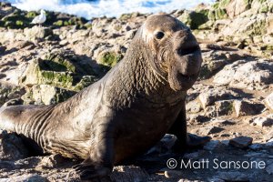Farallon Pinnipeds-001.jpg