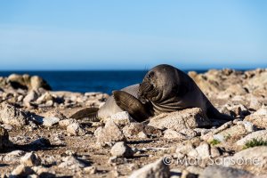 Farallon Pinnipeds-002.jpg