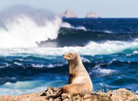 Farallon Pinnipeds-003.jpg