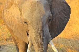 Elefant in Tanzania CDP 2013.jpg