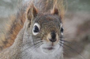 squirrel01.jpg
