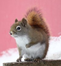 squirrel02.jpg