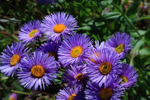 IMG_0077.jpg