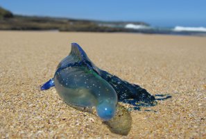 Bluebottle-beach.jpg