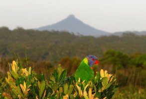 Lorrikeet-Pigeon-House-Mt_opt.jpg