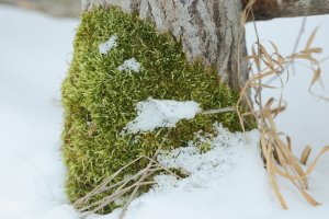 Winter iin Albeta_12990.JPG