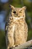 Owls--4.jpg
