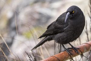 Currawong.jpg