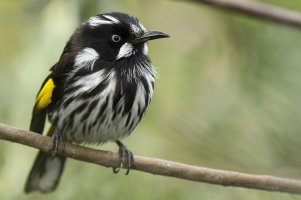 New Holland Honeyeater.jpg