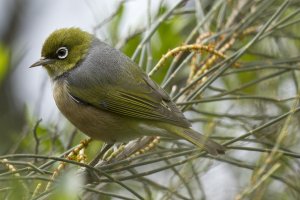 Silvereye.jpg