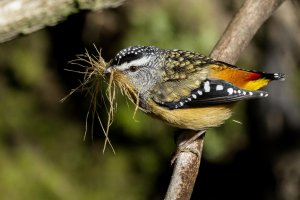 Spotted Pardalote.jpg