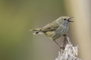 Tasmanian Thornbill.jpg