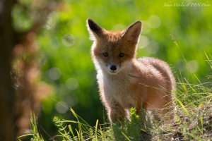 Räv canonrumors.jpg